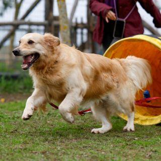 Attività con il cane roma