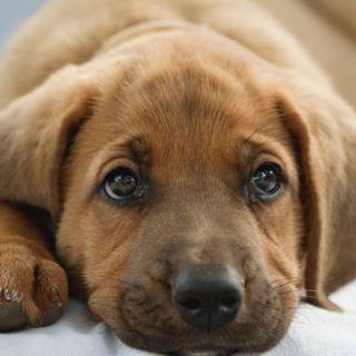 educazione cucciolo