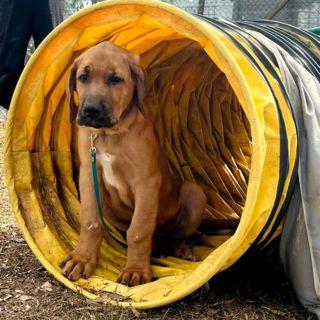 valutazione cane aicss