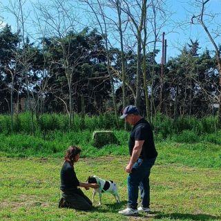 Valutazione iniziale cane