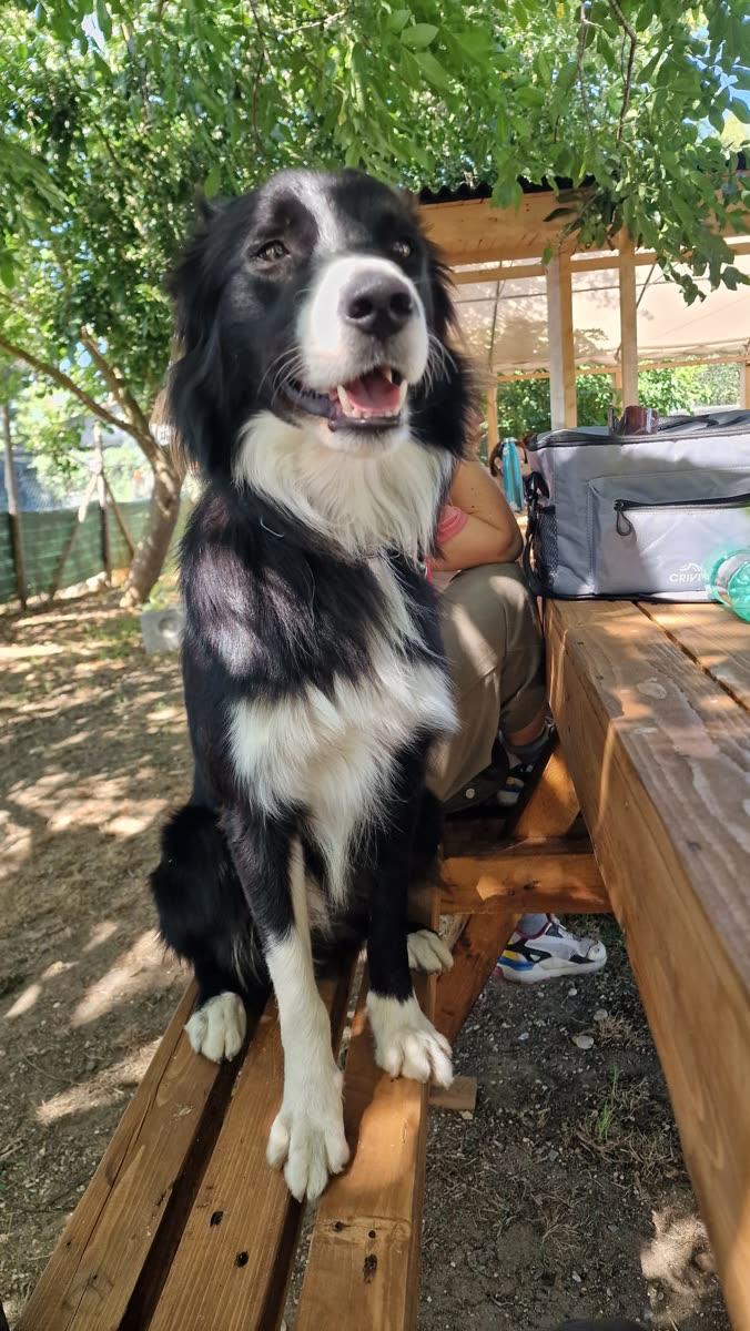 Un border collie seduto su una panca di legno