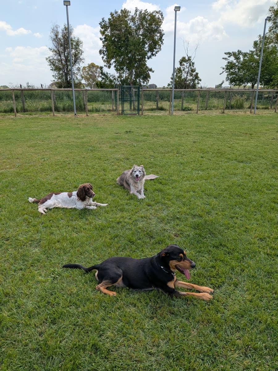 Tre cani sdraiati tranquilli sull'erba del campo