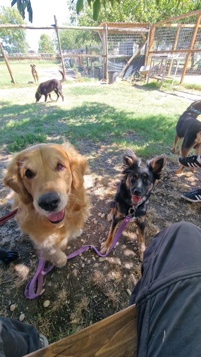 Un golden retriever e un cane nero guardano in camera, nel campo