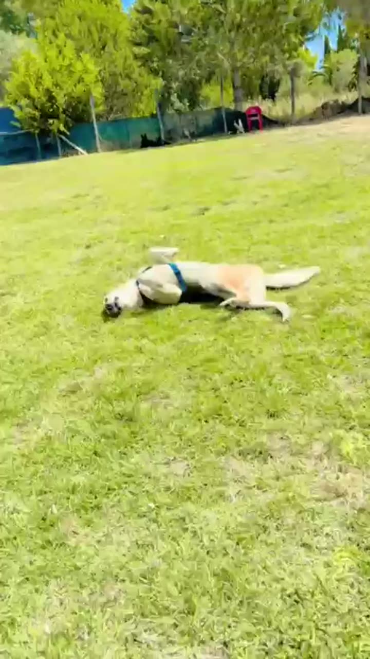 Un cane si rotola sull'erba del campo