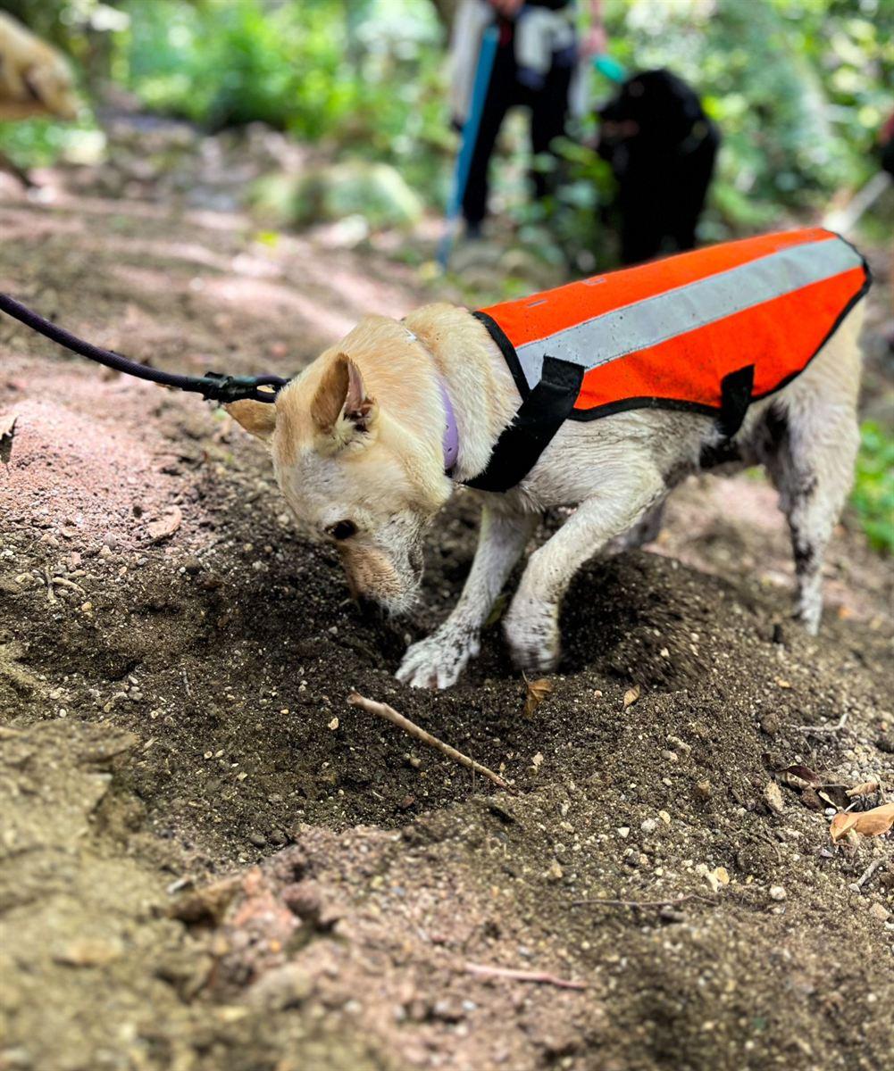 Un cane con la pettorina arancione annusa il terreno sul sentiero