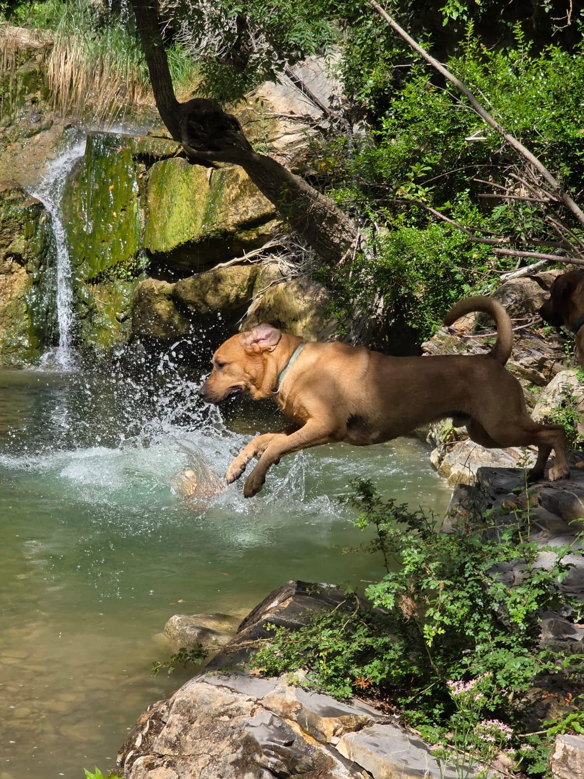 Un cane si tuffa nella pozza sotto una cascata durante un trekking
