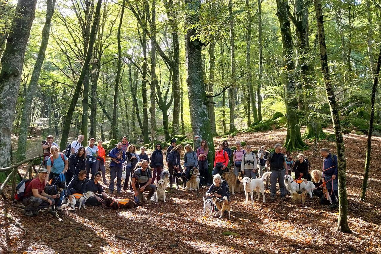 Un grande gruppo di escursionisti con i loro cani in pausa in una faggeta