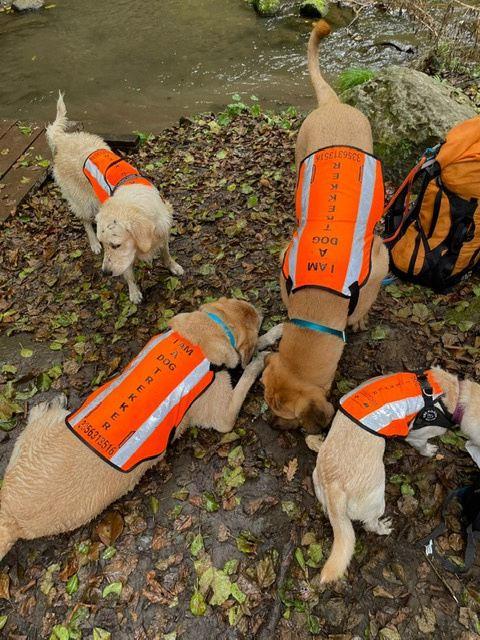Cani con le pettorine arancioni con la scritta I am a dog trekker