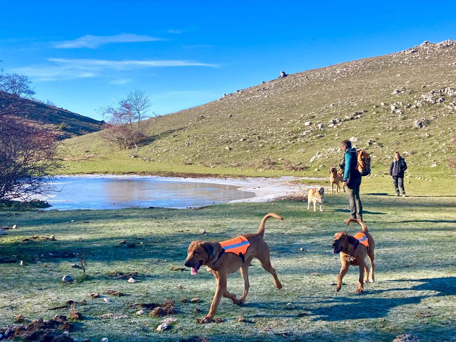 Cani con le pettorine corrono su un pianoro di montagna accanto a un laghetto ghiacciato