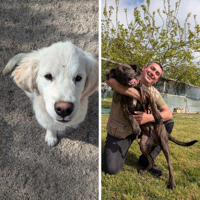 Corso per cuccioli e corso Obedience a Roma