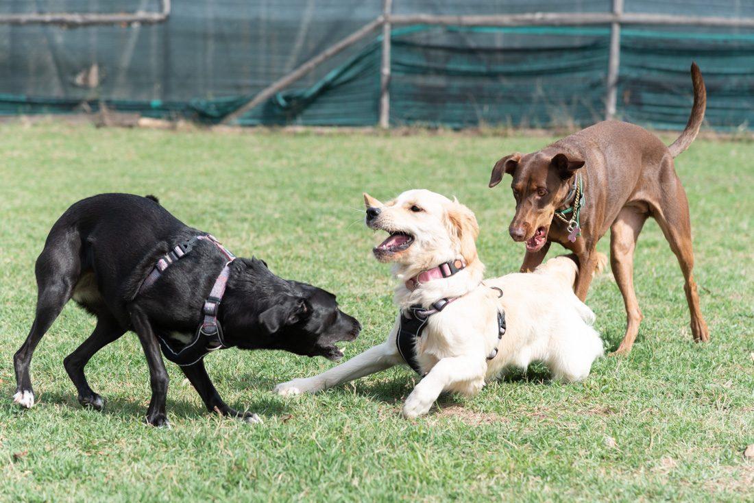 Tre cani giovani che giocano sul prato