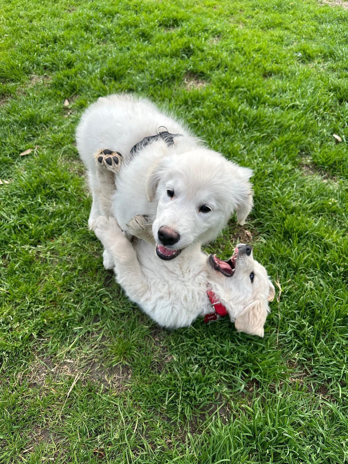 Due cuccioli bianchi che giocano sull'erba