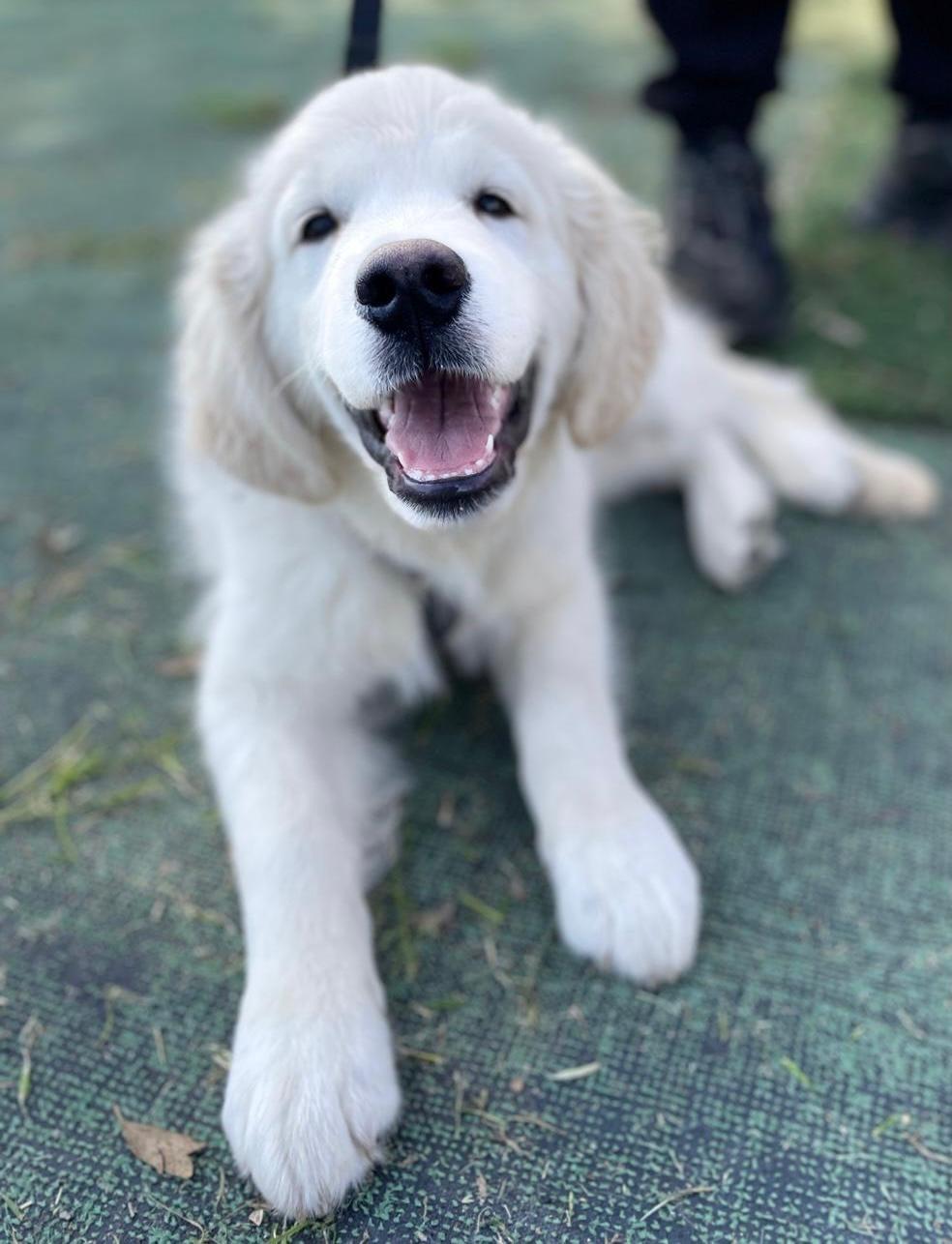 Cucciolo bianco con la bocca aperta