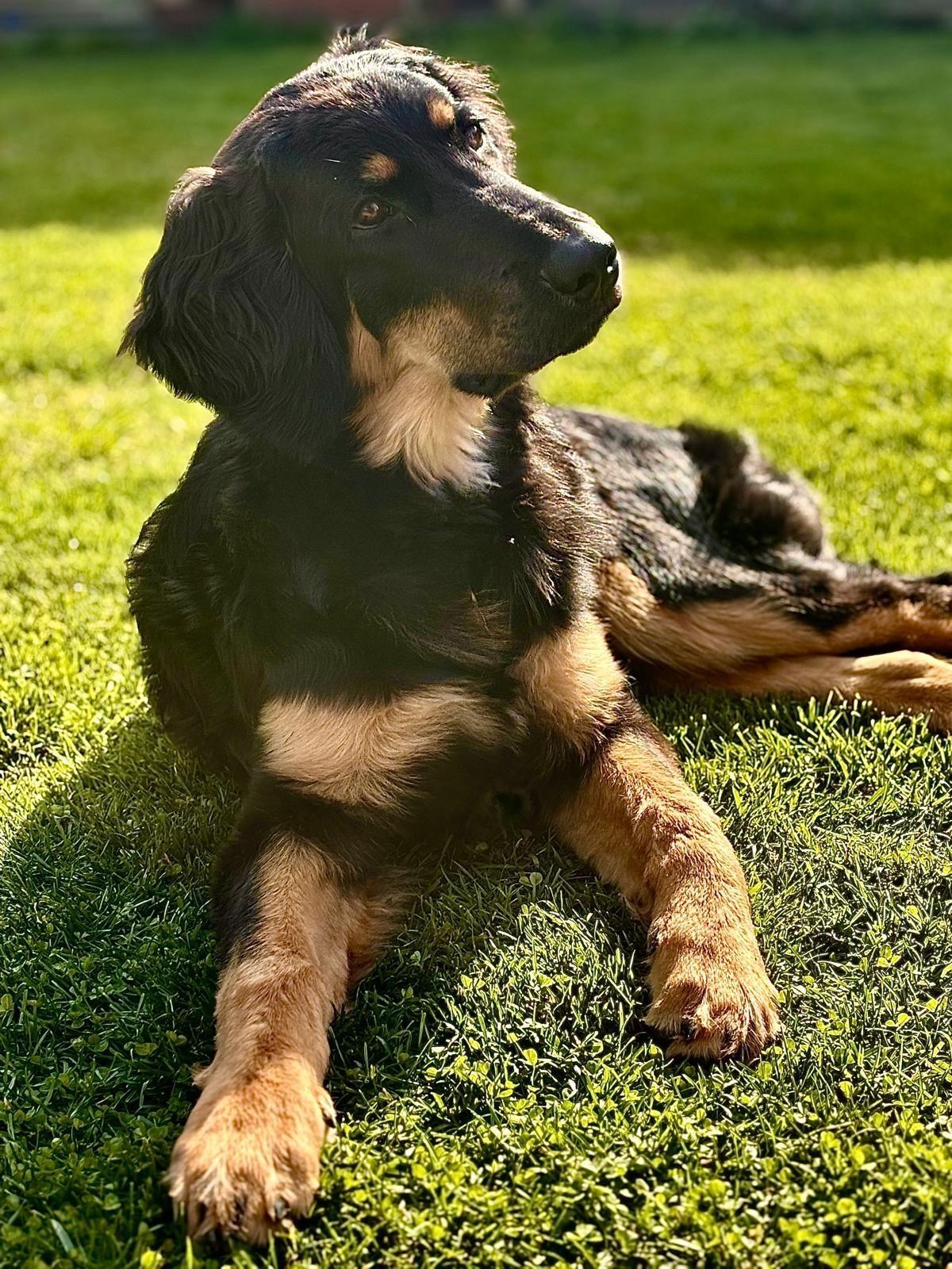 Cucciolo nero focato sdraiato sul prato