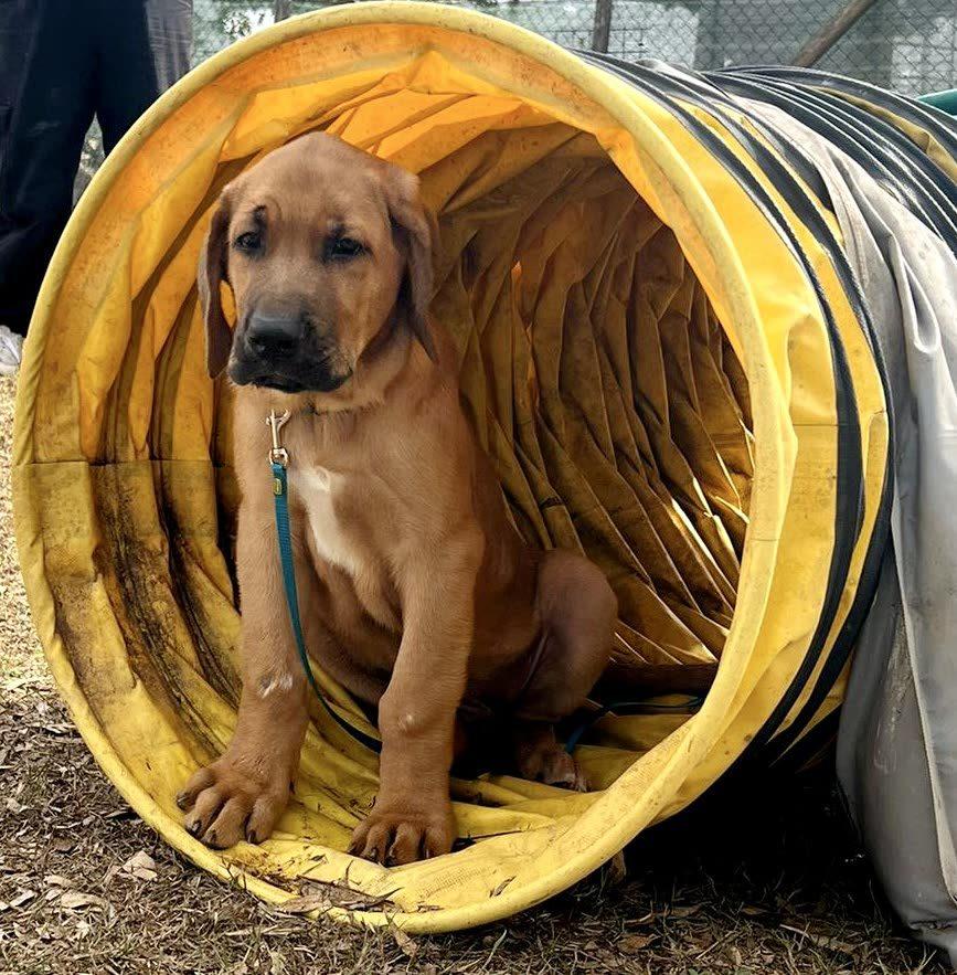 Gigi, cucciolo fulvo, seduto dentro il tunnel giallo