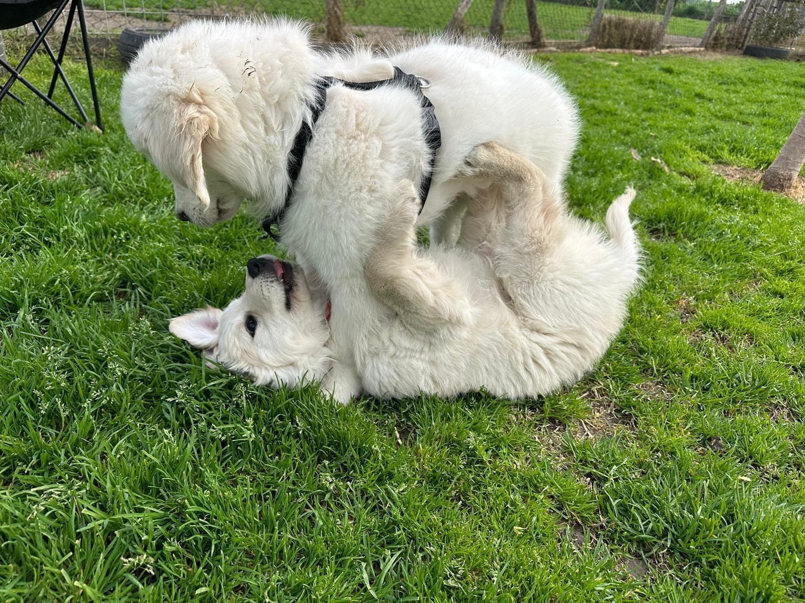 Due cuccioli bianchi che giocano sull'erba