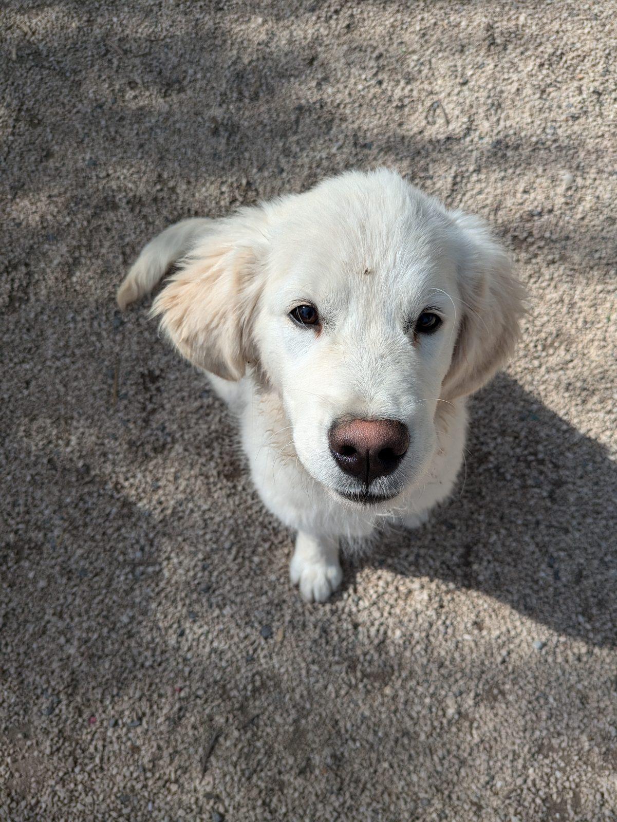 Cucciolo di golden retriever che guarda in alto