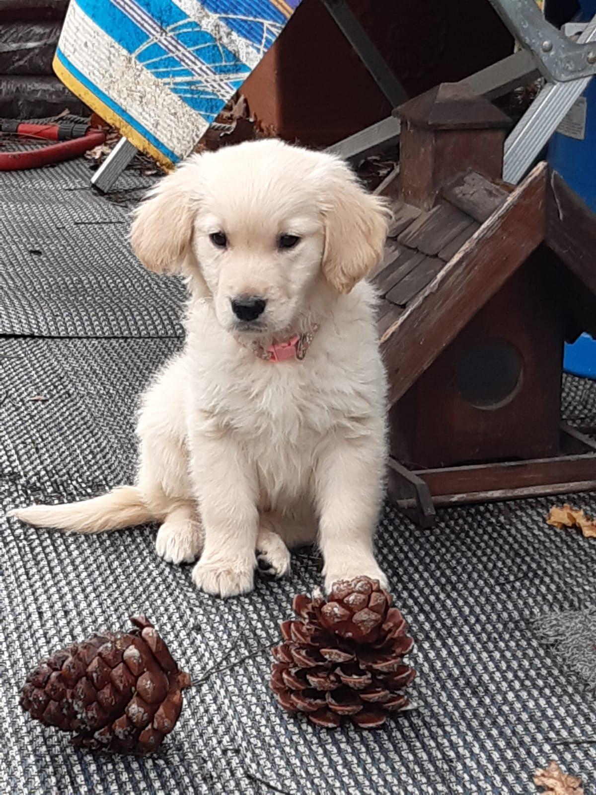 Cucciolo di golden seduto con due pigne